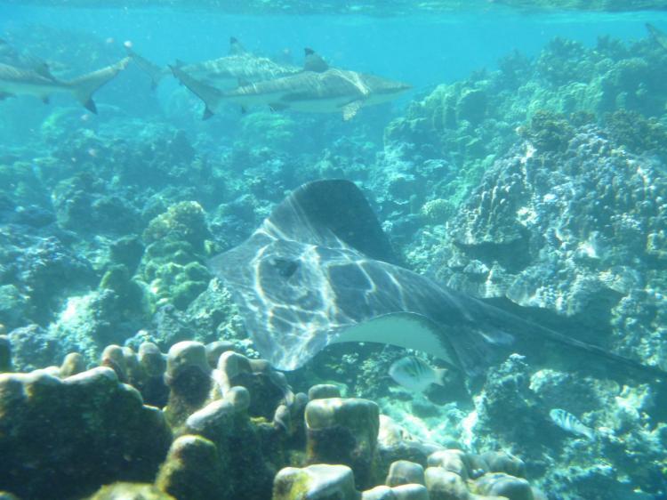 Green Lodge Moorea Temae Kültér fotó